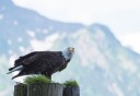 Photo of Bald Eagle on the Kenai Fjords Cruise